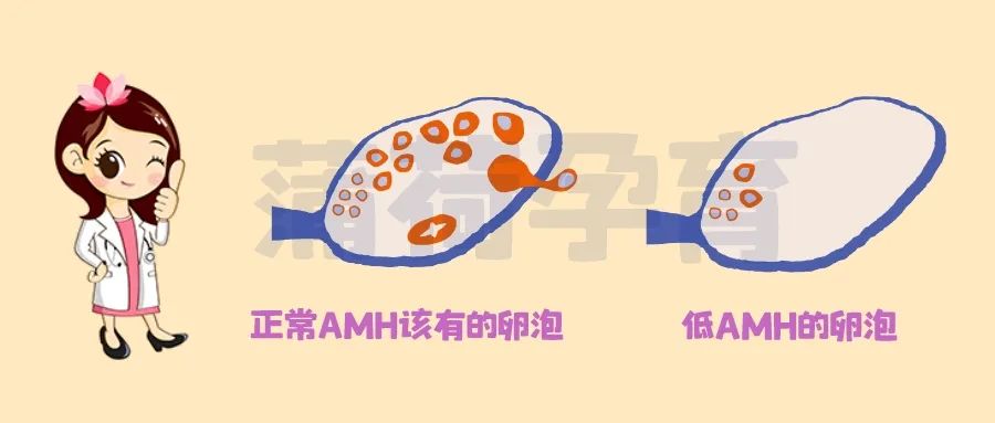 AMH，性激素六項，卵巢儲備檢測哪個更准